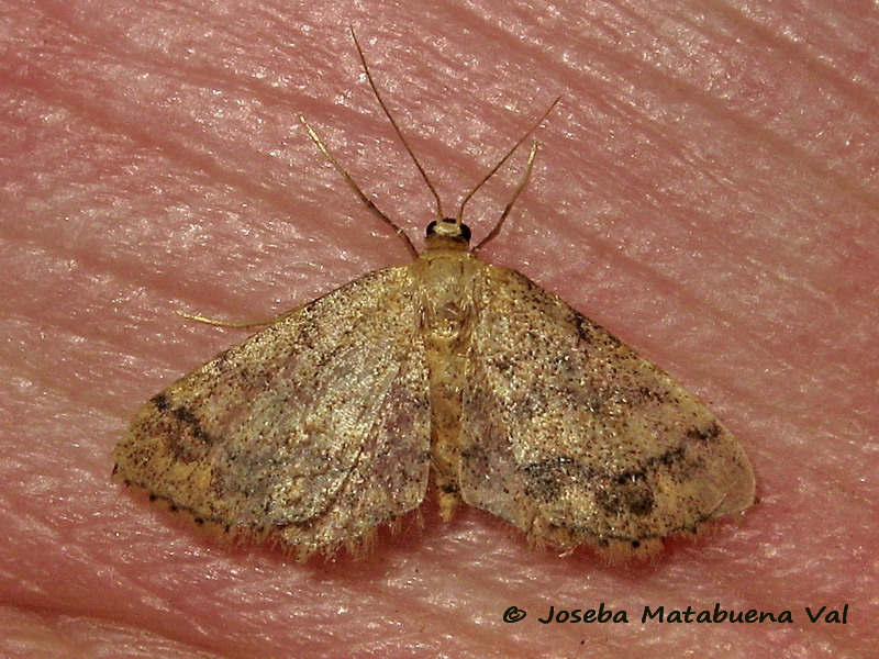 Idaea subsaturata - Geometridae